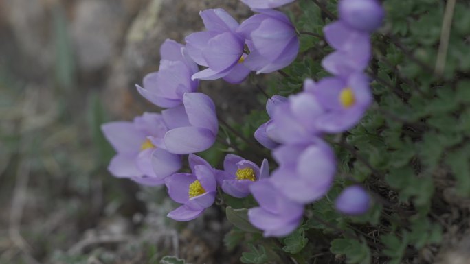 4k高原草原上的番红花莺尾花