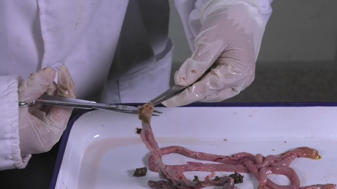鸡解剖 托盘 内脏 剪开肠道 剪开胰腺