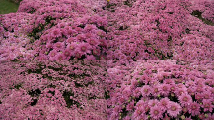 菊花 花海 花的海洋