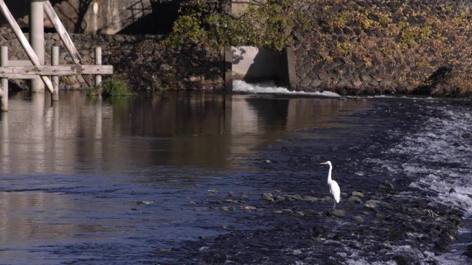 秋日河面上的日本鹤
