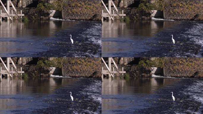 秋日河面上的日本鹤