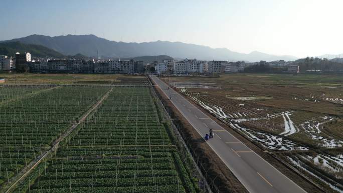 俯拍农田菜地  乡村风光  农村公路