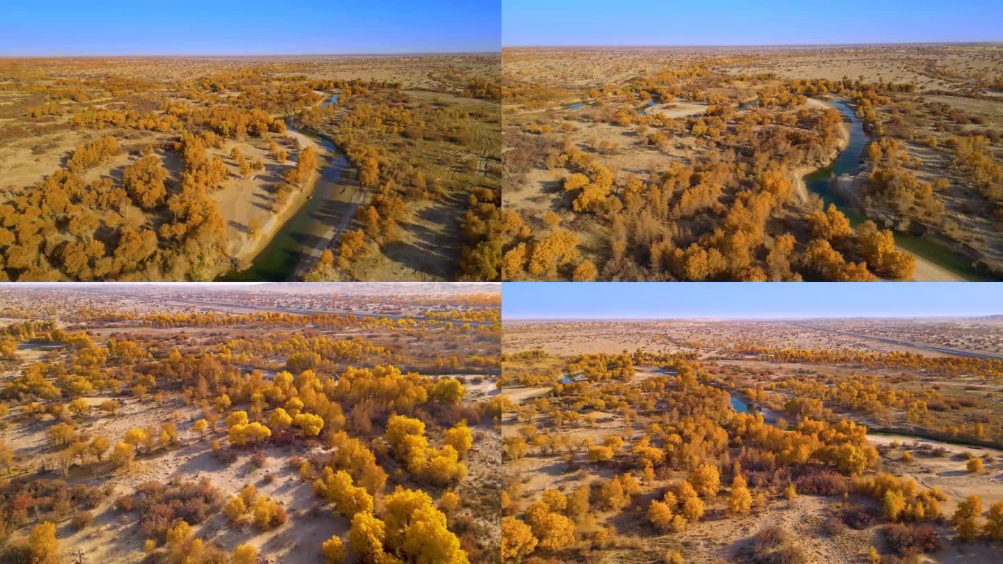 新疆巴州沙漠胡杨林