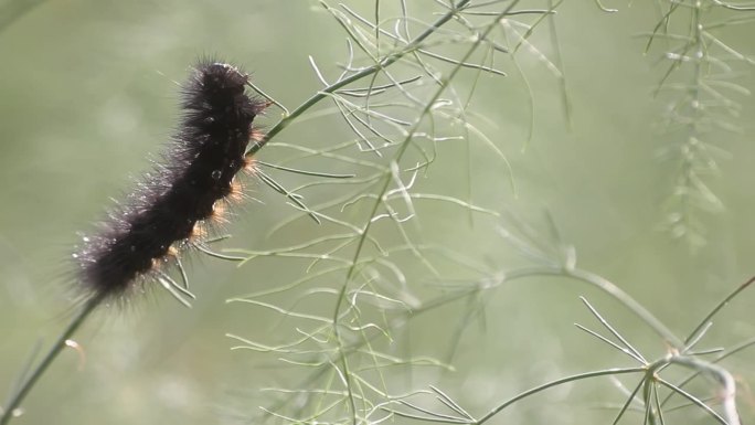 毛茸茸的黑毛毛虫在吃绿芦笋