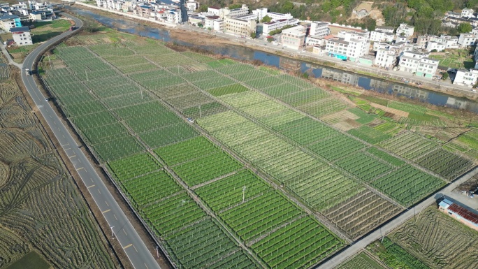 俯拍农田菜地  乡村风光