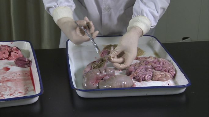 仔猪解剖 猪内脏 消化系统 解剖猪大肠