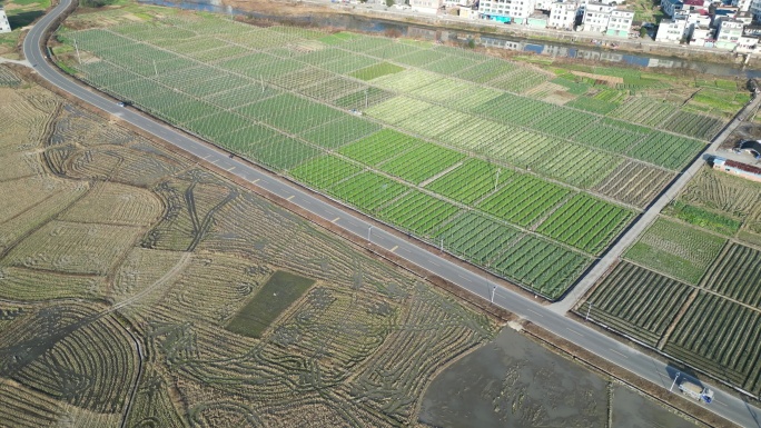 俯拍农村千亩无公害蔬菜基地