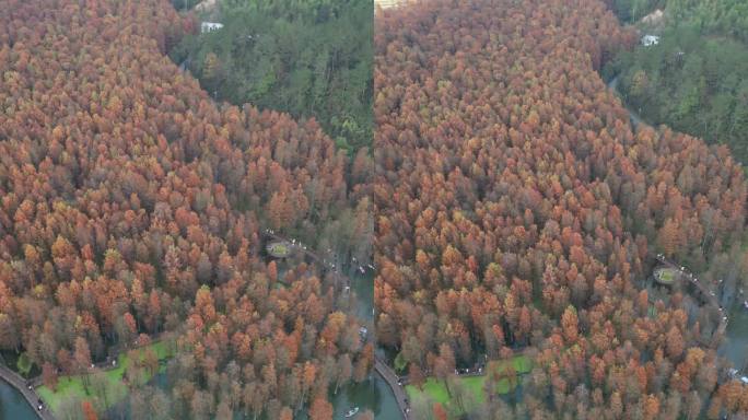 青山湖水杉森林航拍