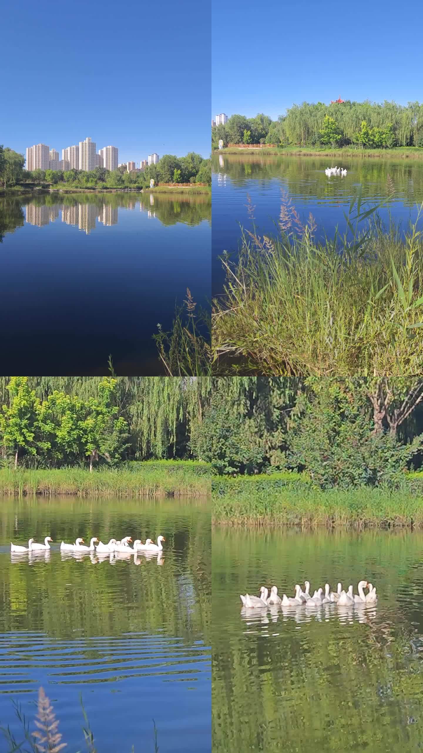 清晨 公园  碧绿的湖水 一群大白鹅