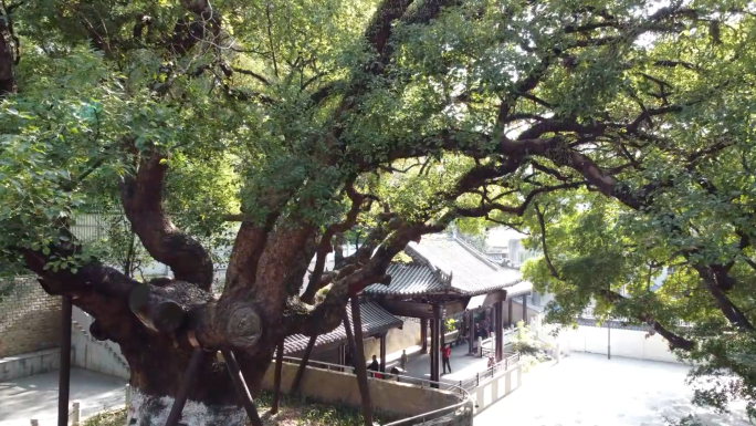 五百年古树茂密香樟树公园古树千年古树