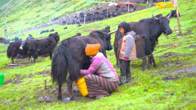 藏族女人挤奶