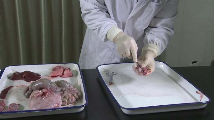 实验室 仔猪解剖 猪内脏 解剖心脏