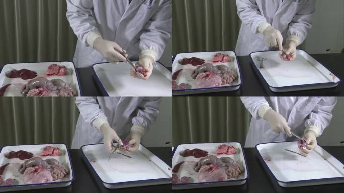实验室 仔猪解剖 猪内脏 解剖心脏