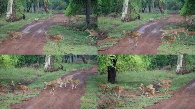 印度中部森林中的斑点鹿或鹿