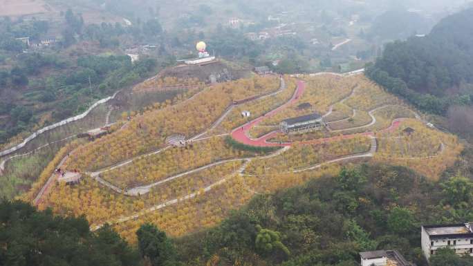 航拍中国花木之乡重庆北碚静观素心村腊梅园