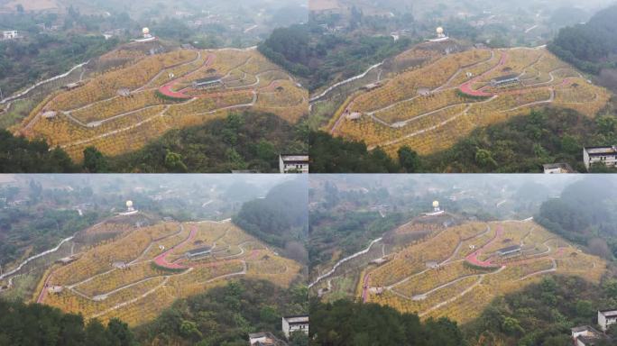 航拍中国花木之乡重庆北碚静观素心村腊梅园