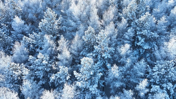 冬季雪花纷飞雾凇雪林雪景