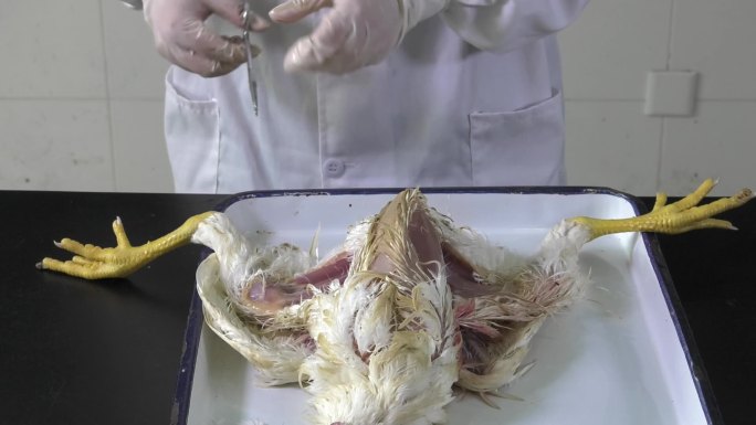 鸡解剖 操作步骤  手术刀 划开胸部肌肉