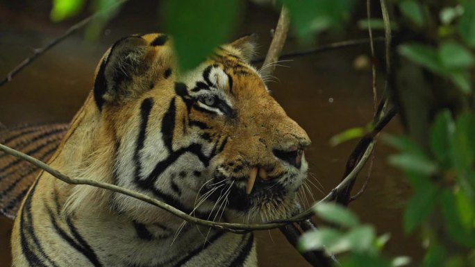 一只美丽的孟加拉虎(panthera tigris)在水坑里放松，慢动作