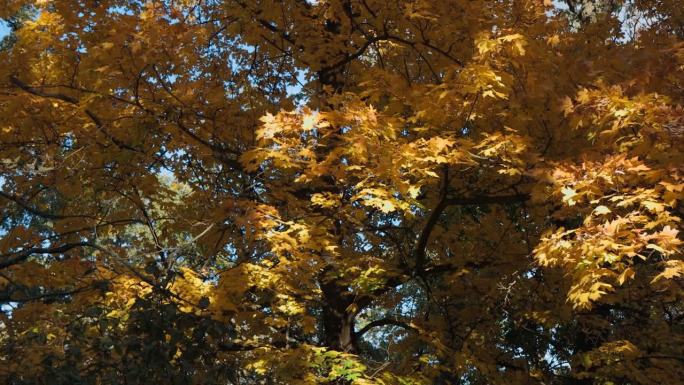 这段视频展示了一幅迷人的秋叶景象，背景是湛蓝的天空。用红、黄、橙的色调在大自然的画布上作画。