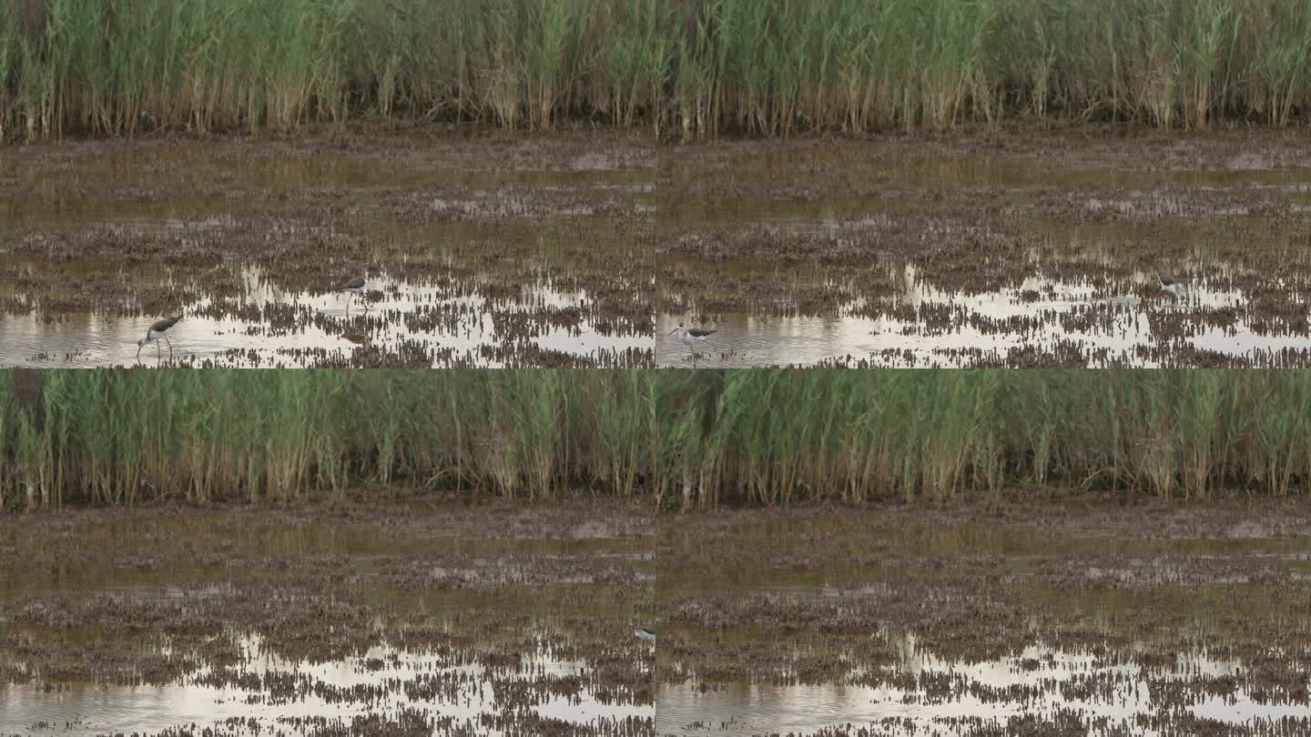 两个踩高跷的人在沼泽里打猎的特写。(慢镜头- 4K)