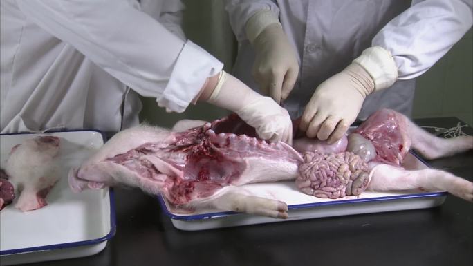 实验室 仔猪尸体解剖 操作步骤 取猪内脏