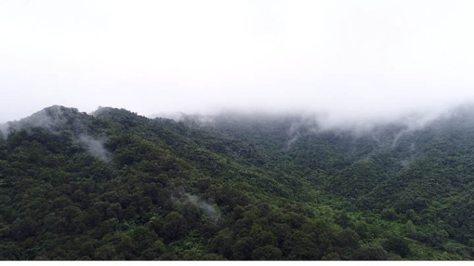 云海 山 雾气 森林 大自然 航拍