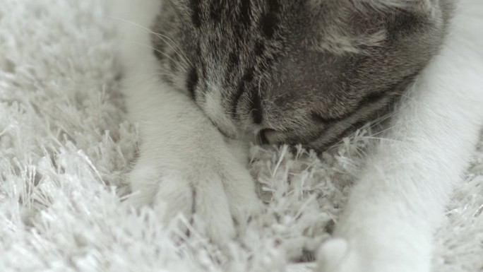 小猫在睡觉前吸吮地毯