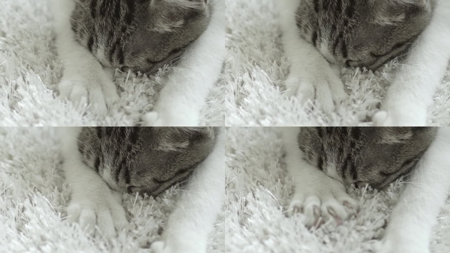 小猫在睡觉前吸吮地毯