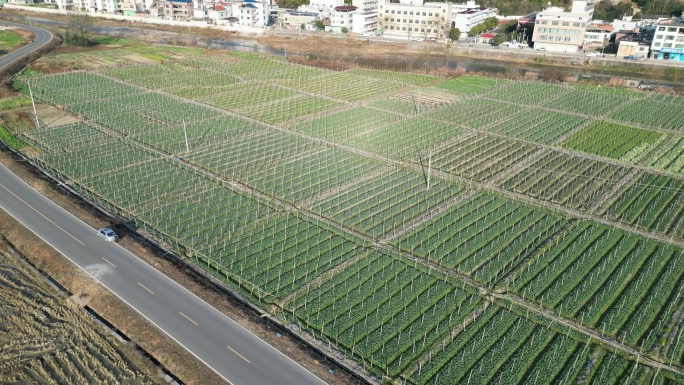 俯拍农村千亩无公害蔬菜基地