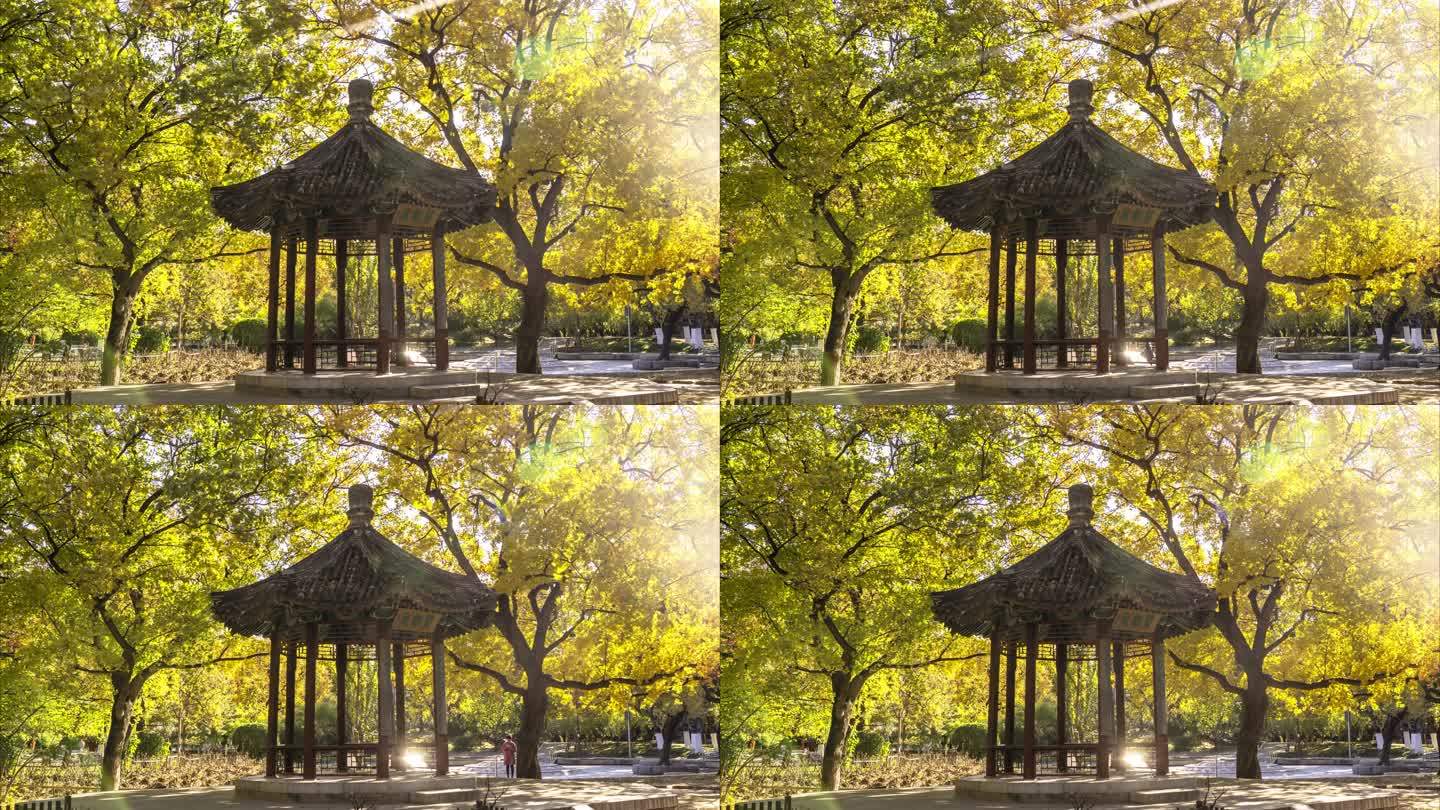 北京地坛公园银杏美景