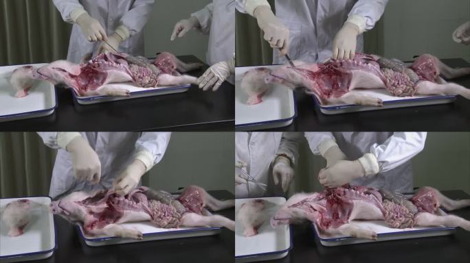 实验室 仔猪尸体解剖 操作步骤 猪内脏