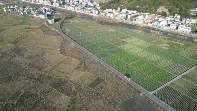 俯拍农田菜地  乡村风光