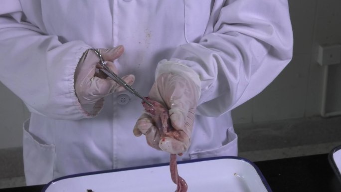 鸡解剖 内脏 完整的消化系统 气管 鸡肫