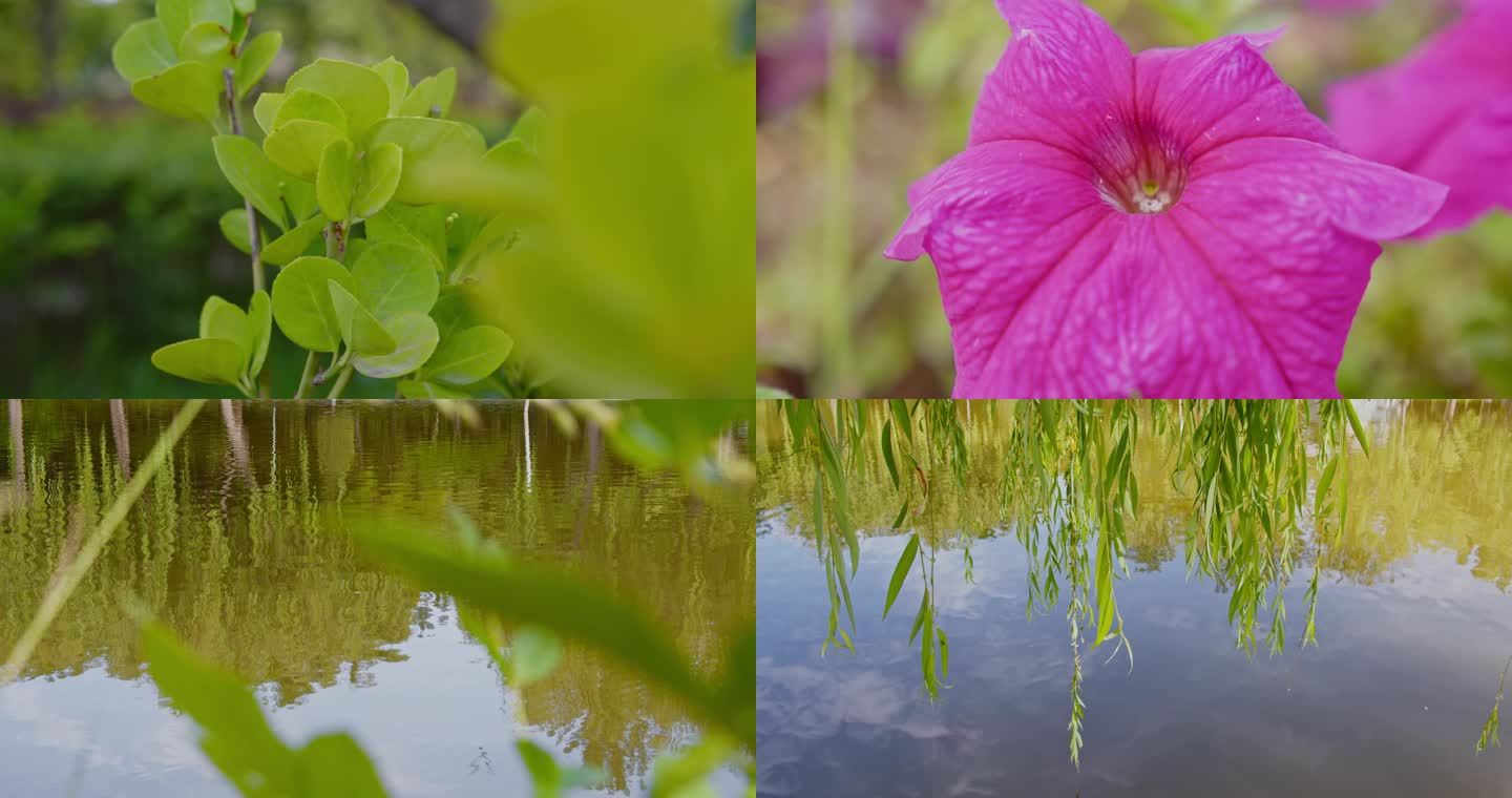 唯美写意花花草草特写镜头