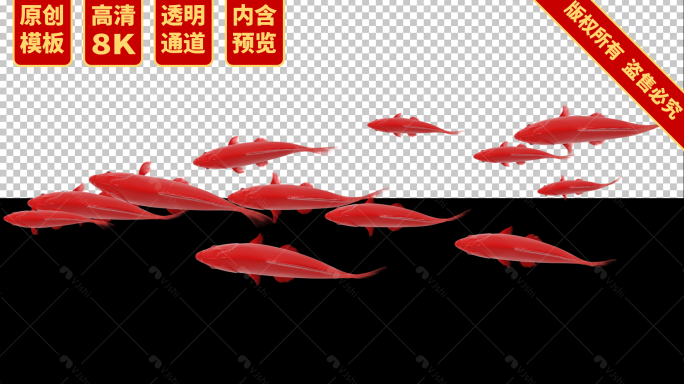 宽屏8K大红锦鲤鱼群游过模板