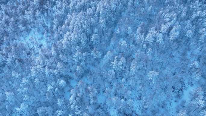 俯拍大兴安岭林海雪松酷寒雪景