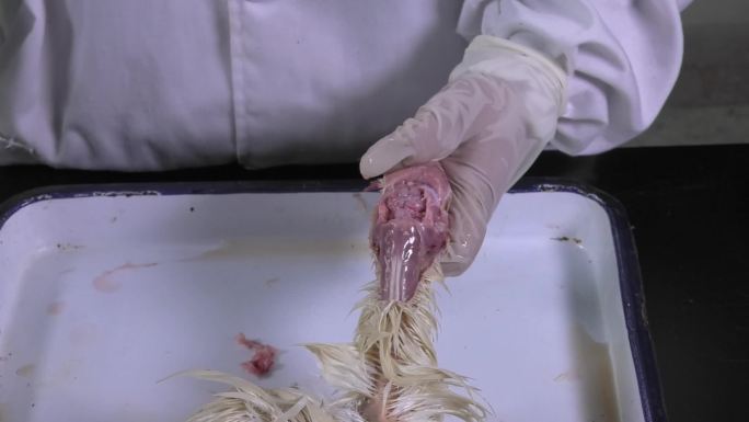 鸡解剖 剪刀 剪开鸡头盖骨 取出鸡脑