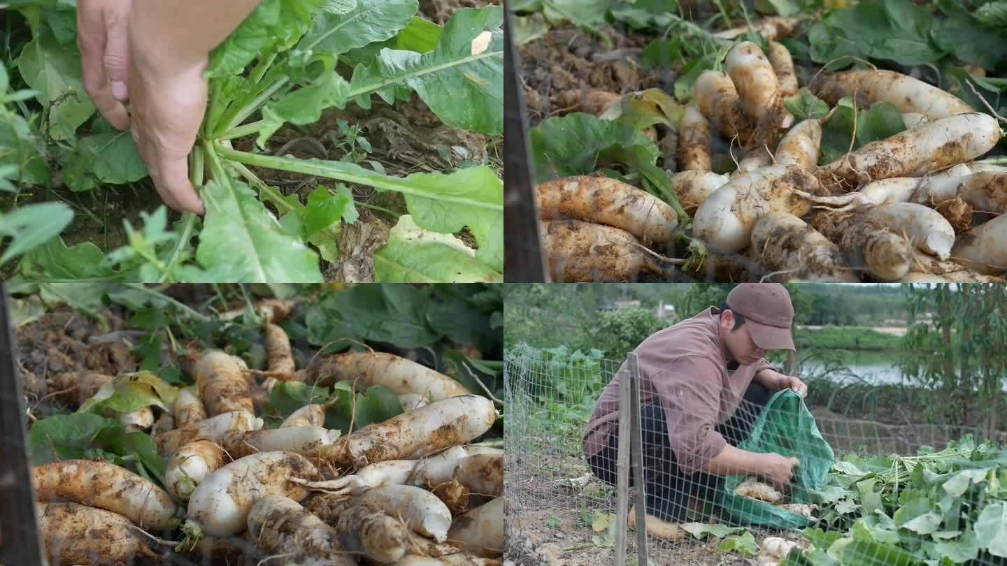 拔萝卜  白萝卜  菜头  实拍特写镜头