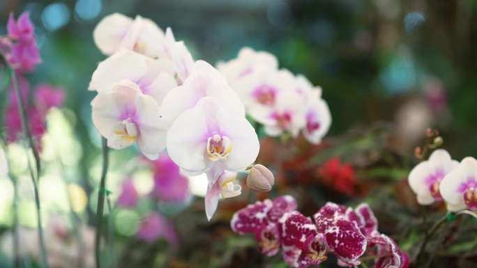 石斛是植物园里的兰花