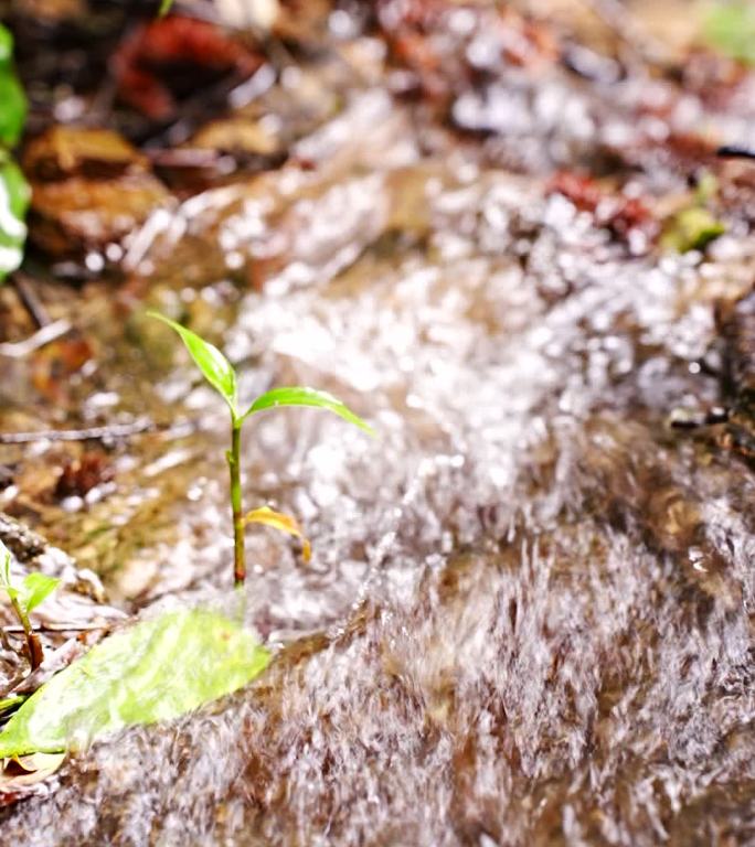 清澈山中小溪流水空境