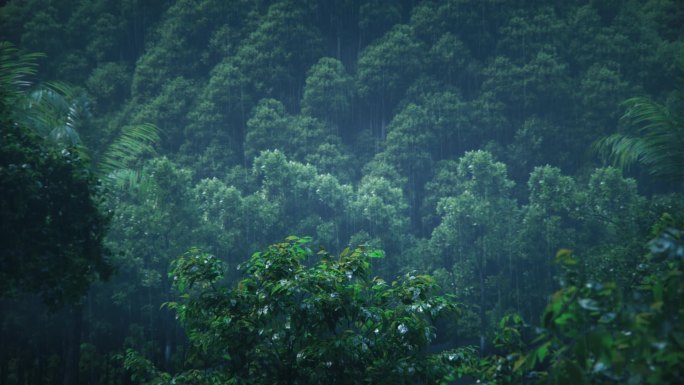 三维雨中森林