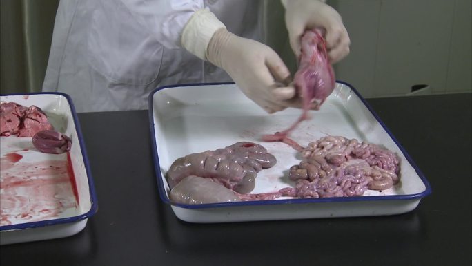 实验室 仔猪解剖 内脏 消化系统 解剖胃