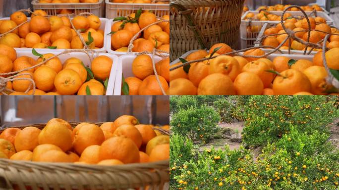柑橘橙子椪柑果园水果丰收乡村乡村振兴农业
