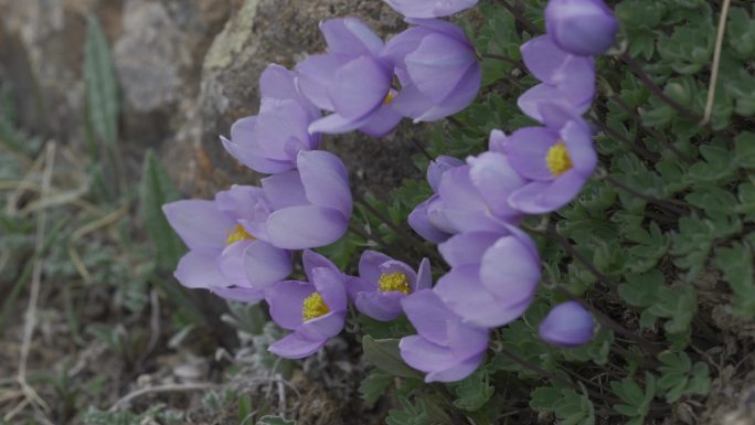 4k高原草原上的番红花莺尾花