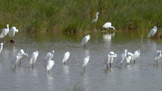 一群白鹭在静静的沼泽中梳理羽毛