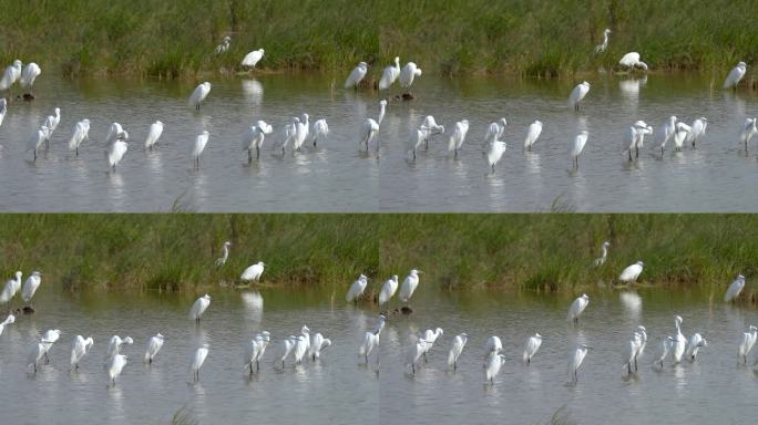 一群白鹭在静静的沼泽中梳理羽毛