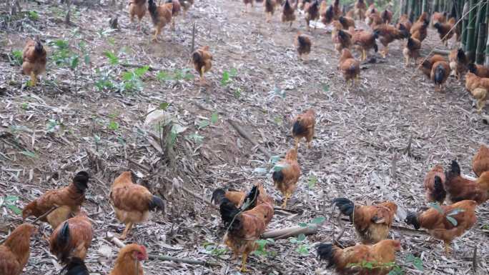 林下土鸡山地鸡生态养殖