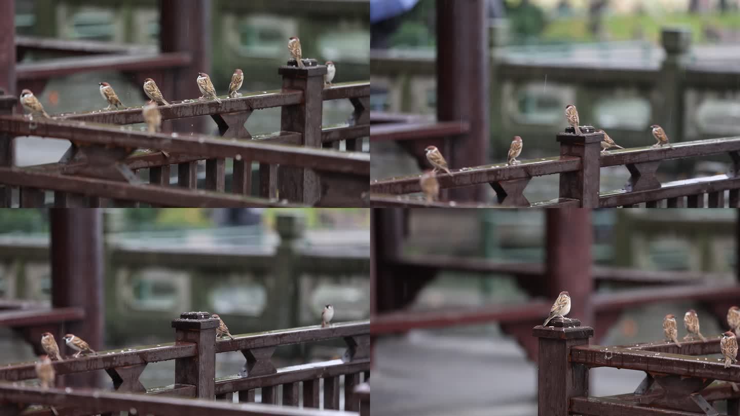 雨中麻雀