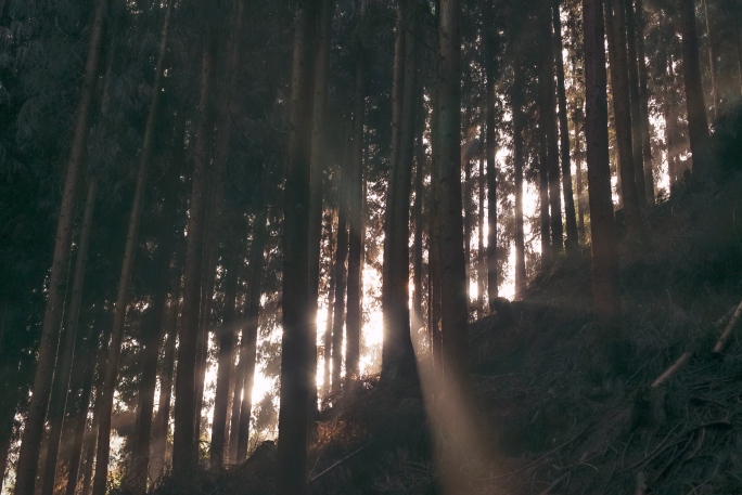 森林阳光延时摄影